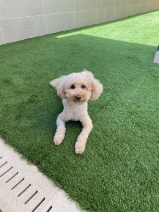 Dog