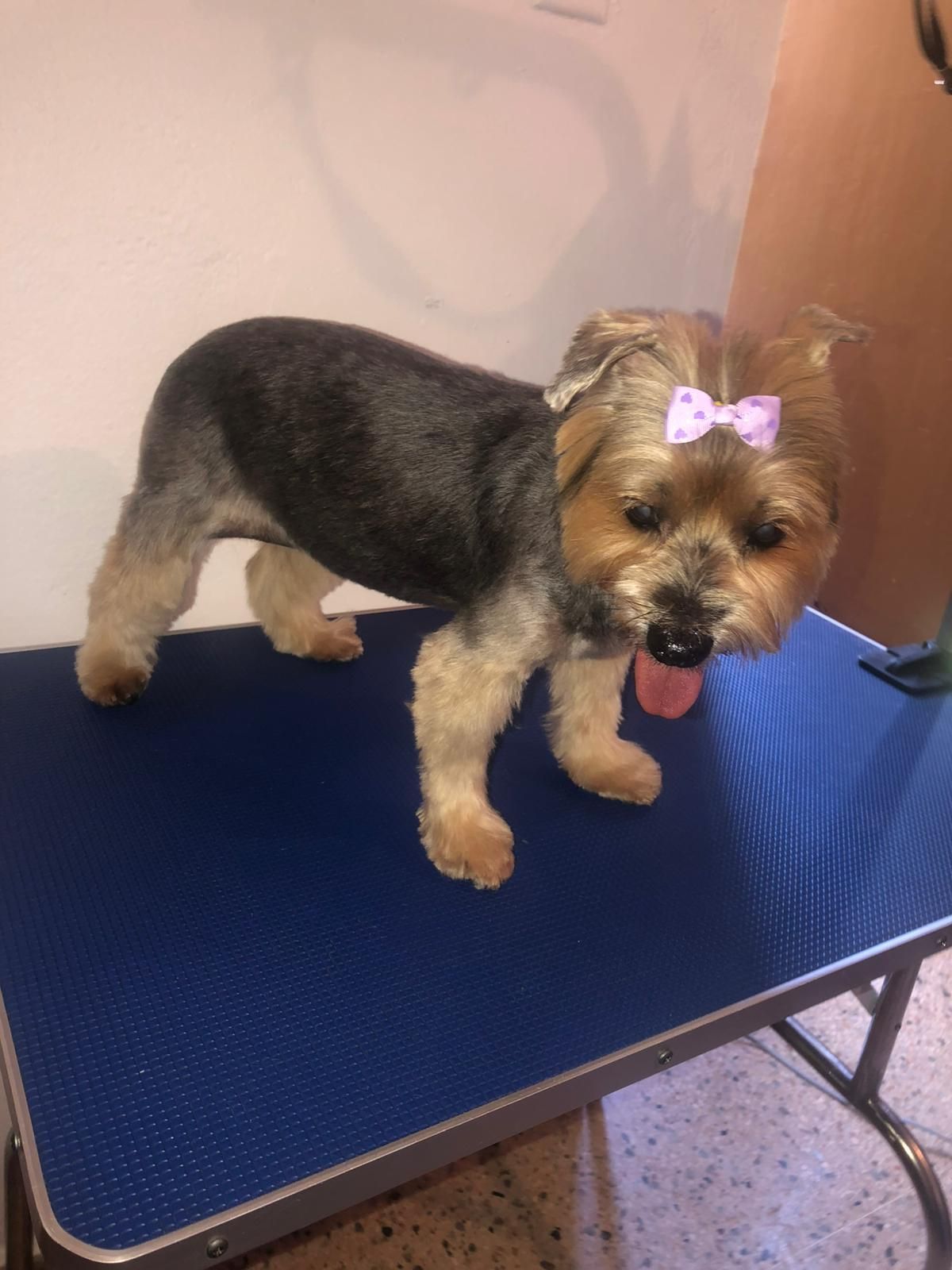 Dog after groom