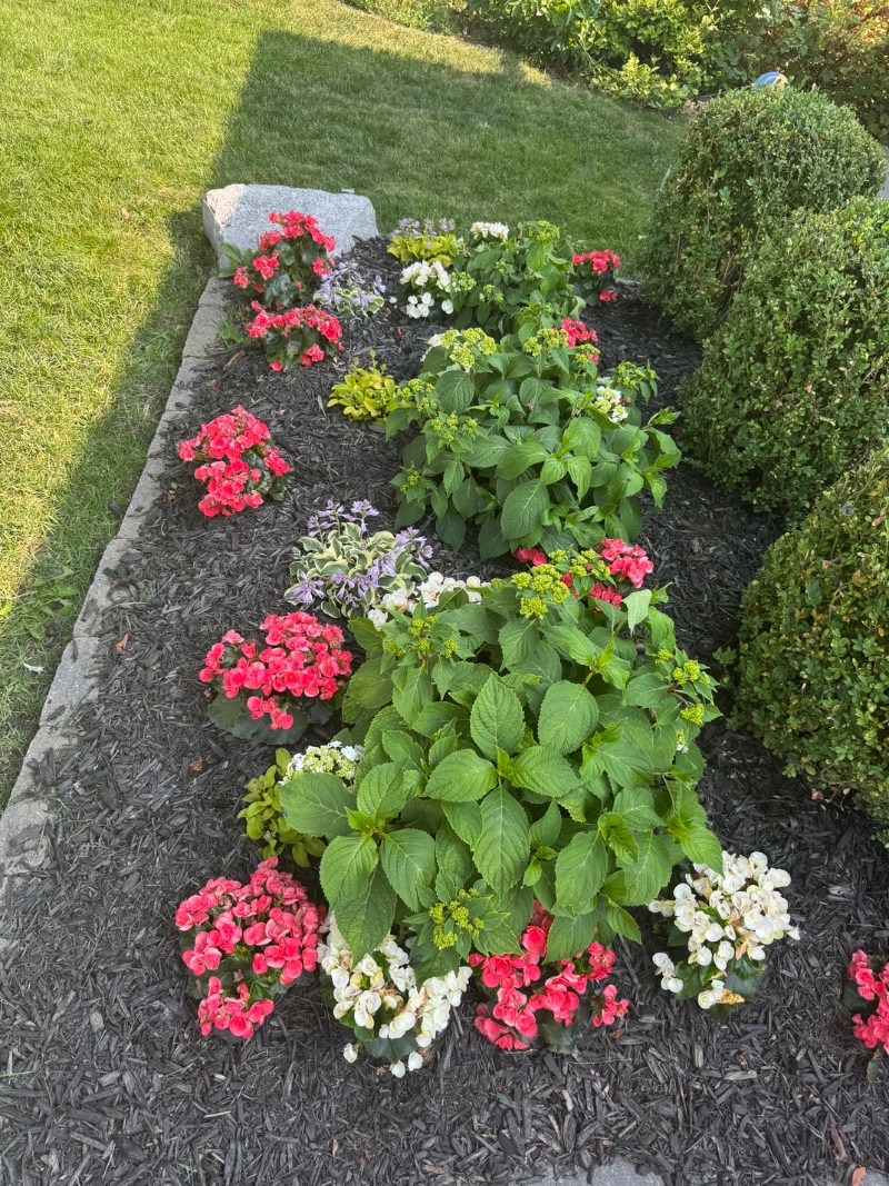 Foundation plantings