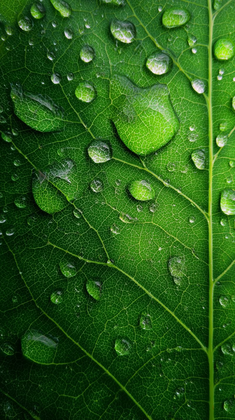 Macro of green leaf with water droplets