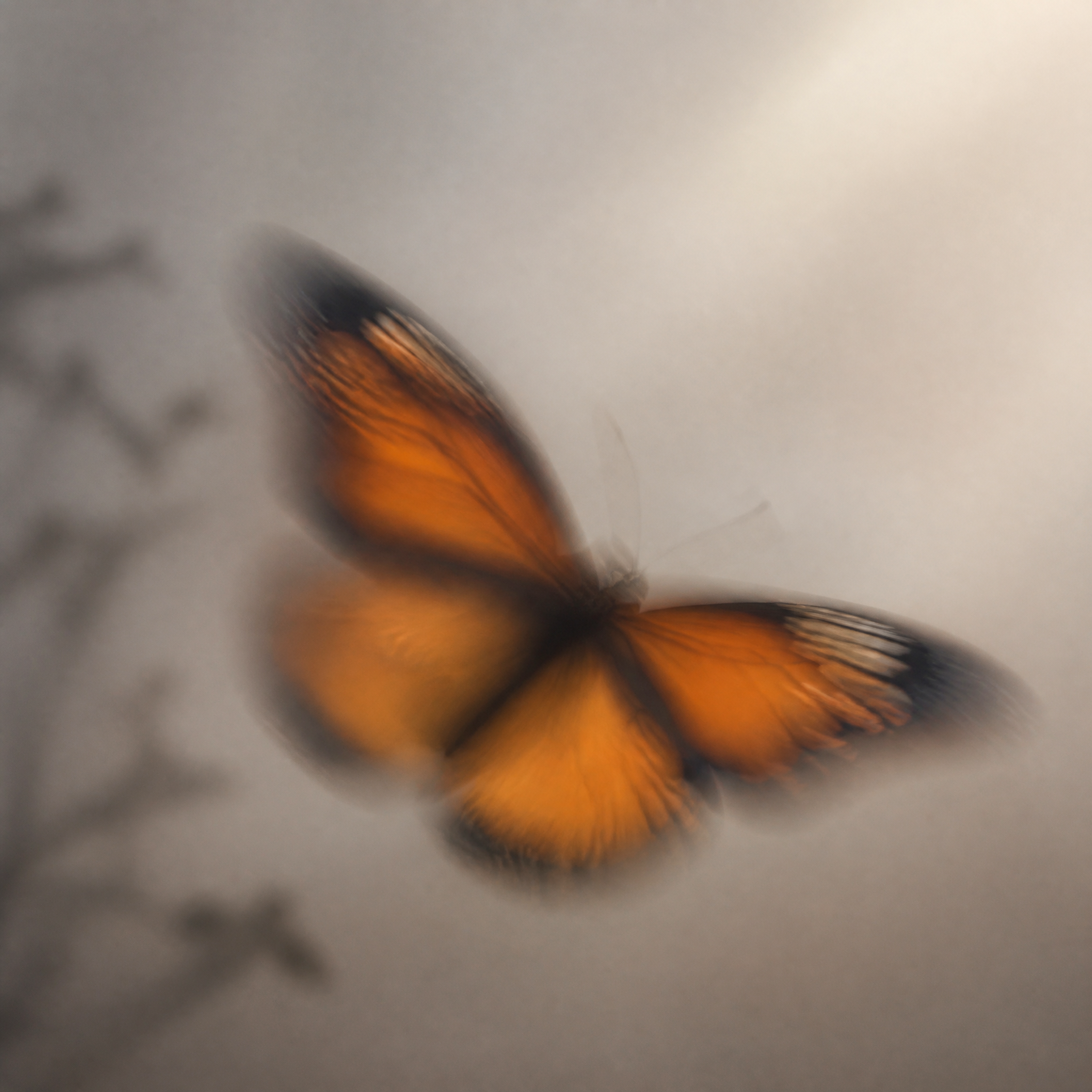 Blurred butterfly interruption