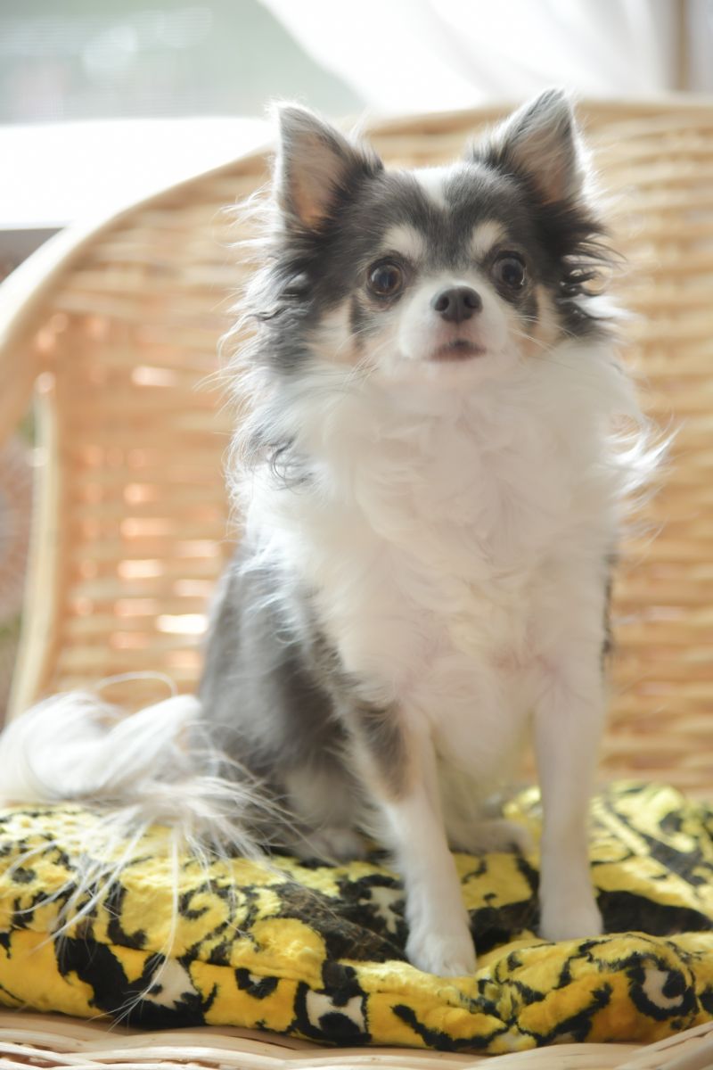 籐の椅子に座るロングコートチワワ