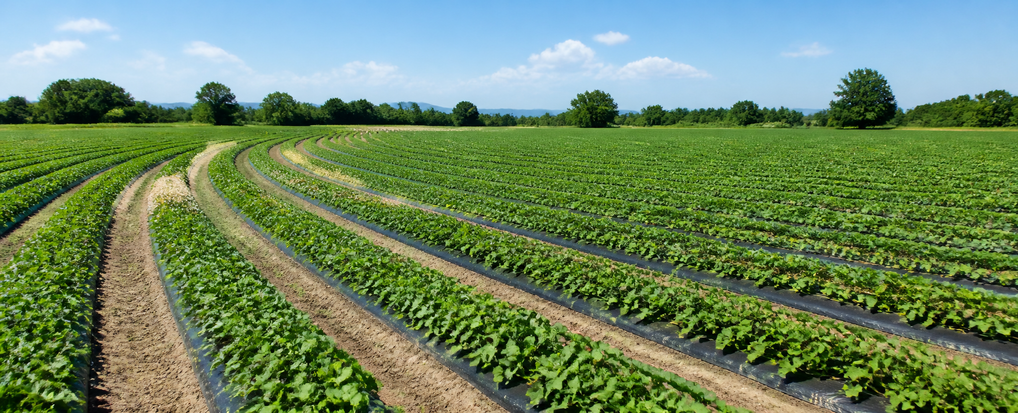 Long planted rows curving across a green field at midday
