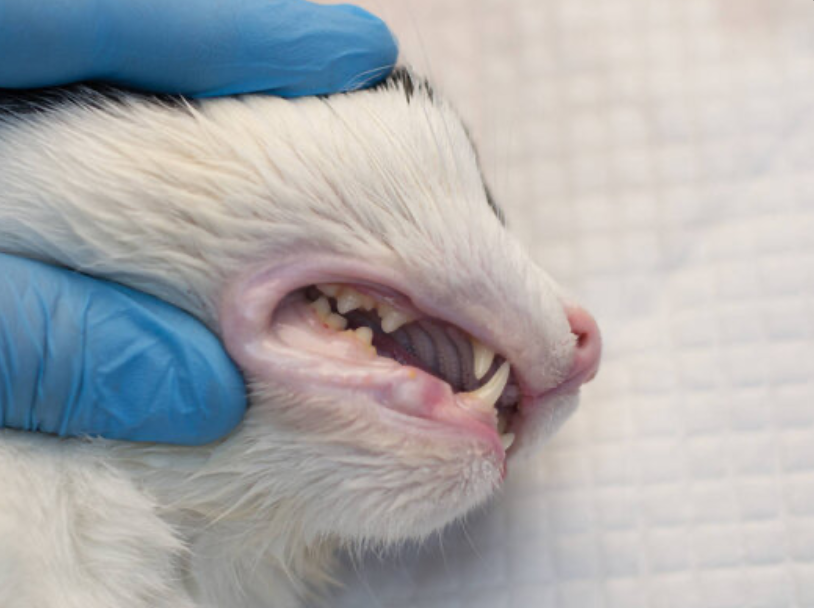 Julia with their pet