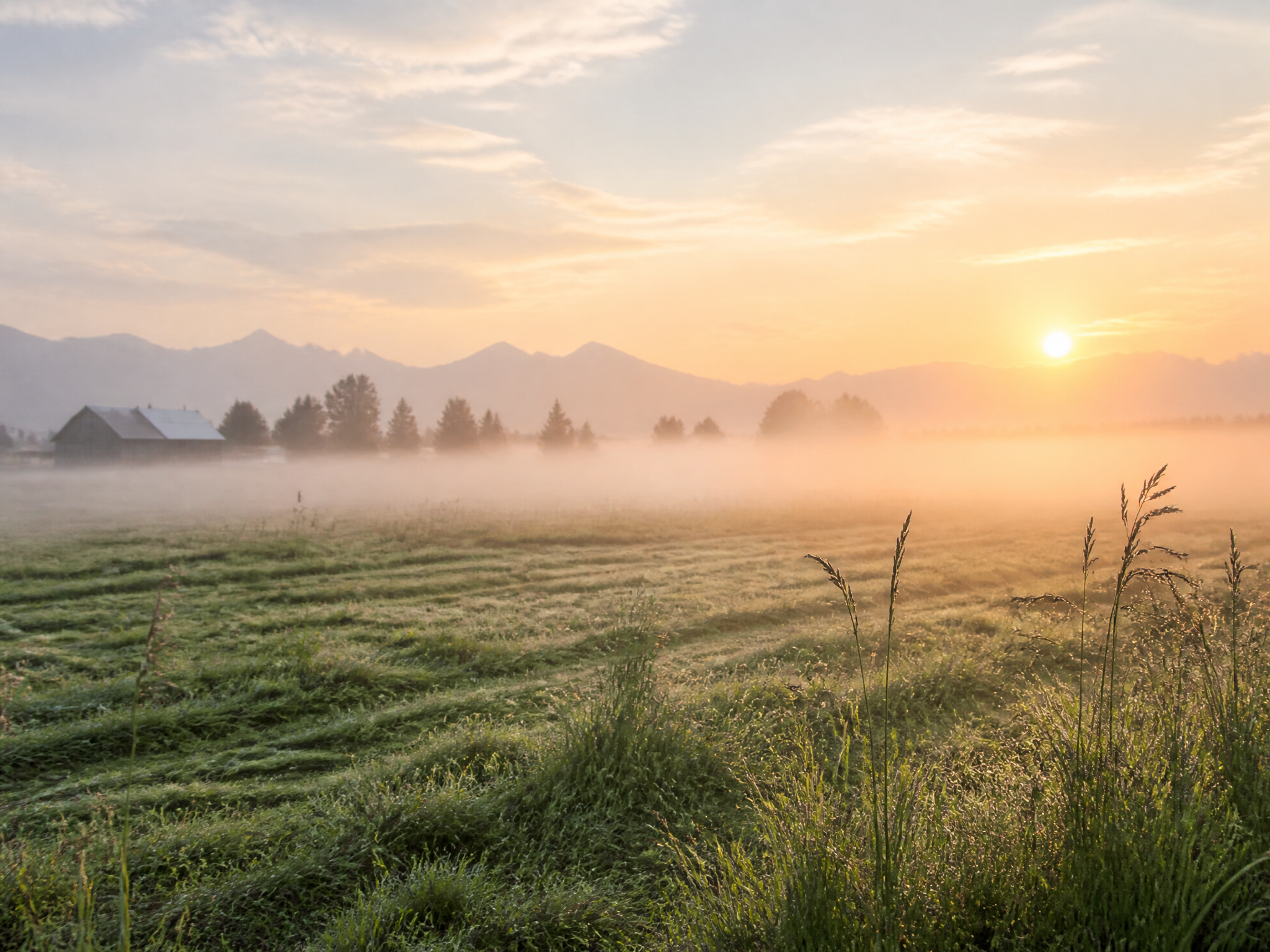 Misty morning fields