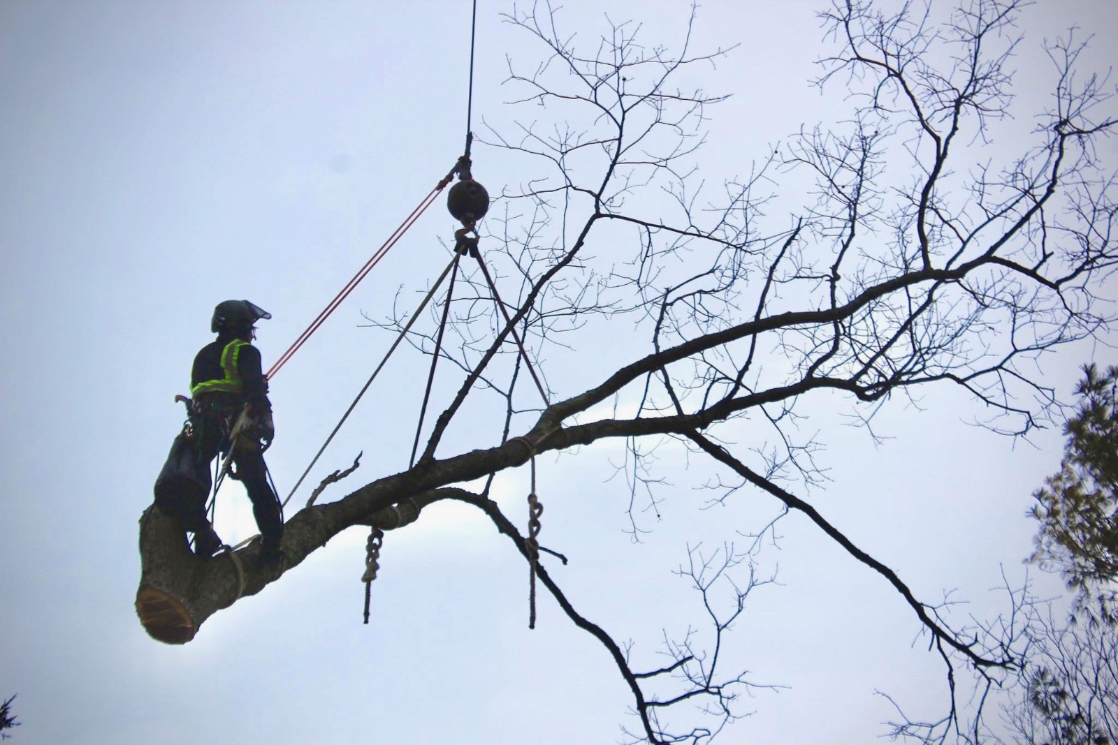 McCarthy Tree Service LLC professional trimming a residential tree in Broadway NC