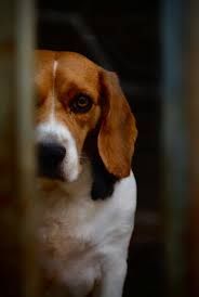Peeking Beagle Portrait