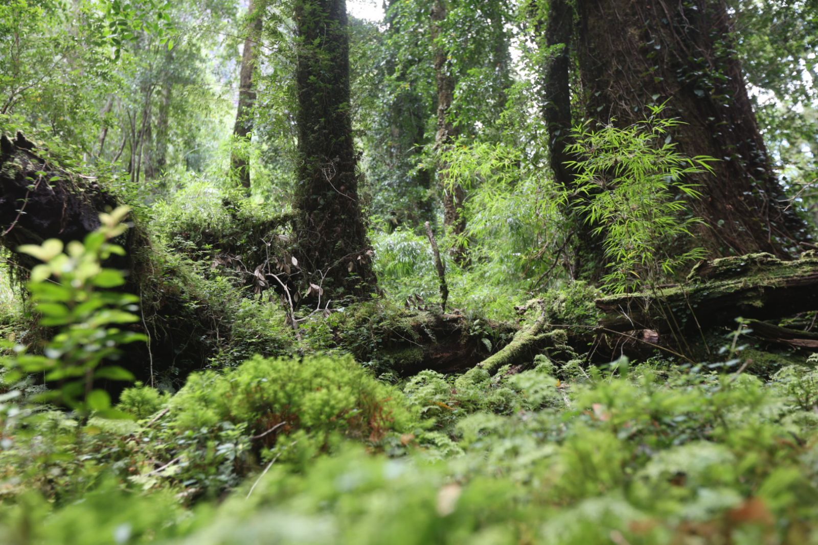 Valdivian temperate rainforest in the Aysén region