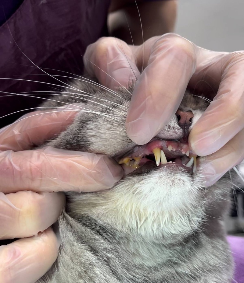 Cat teeth before