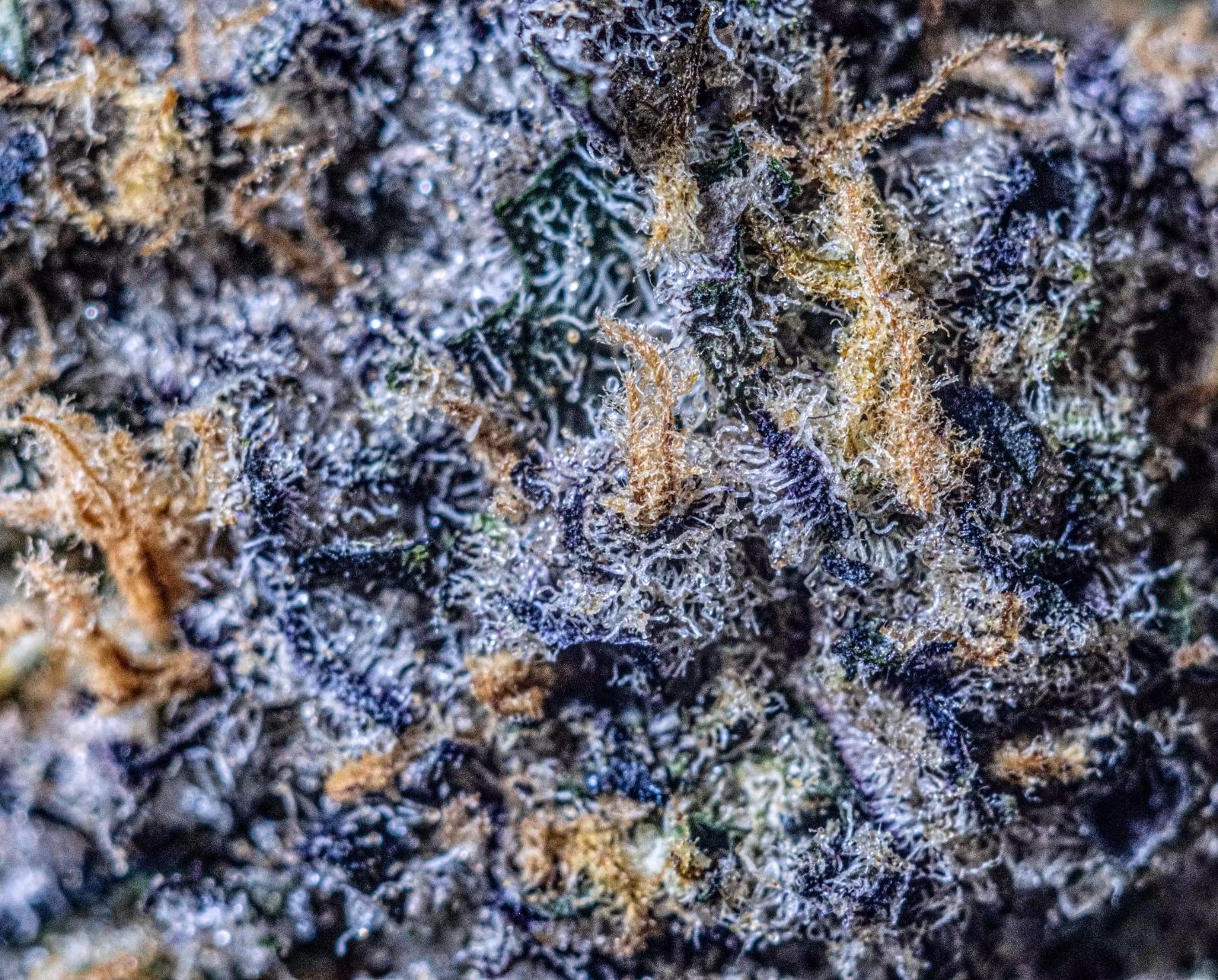 Aurora Farms Cannabis