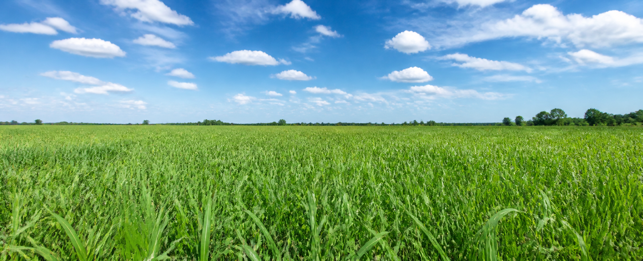 Open farmland with tall grass under a wide summer sky
