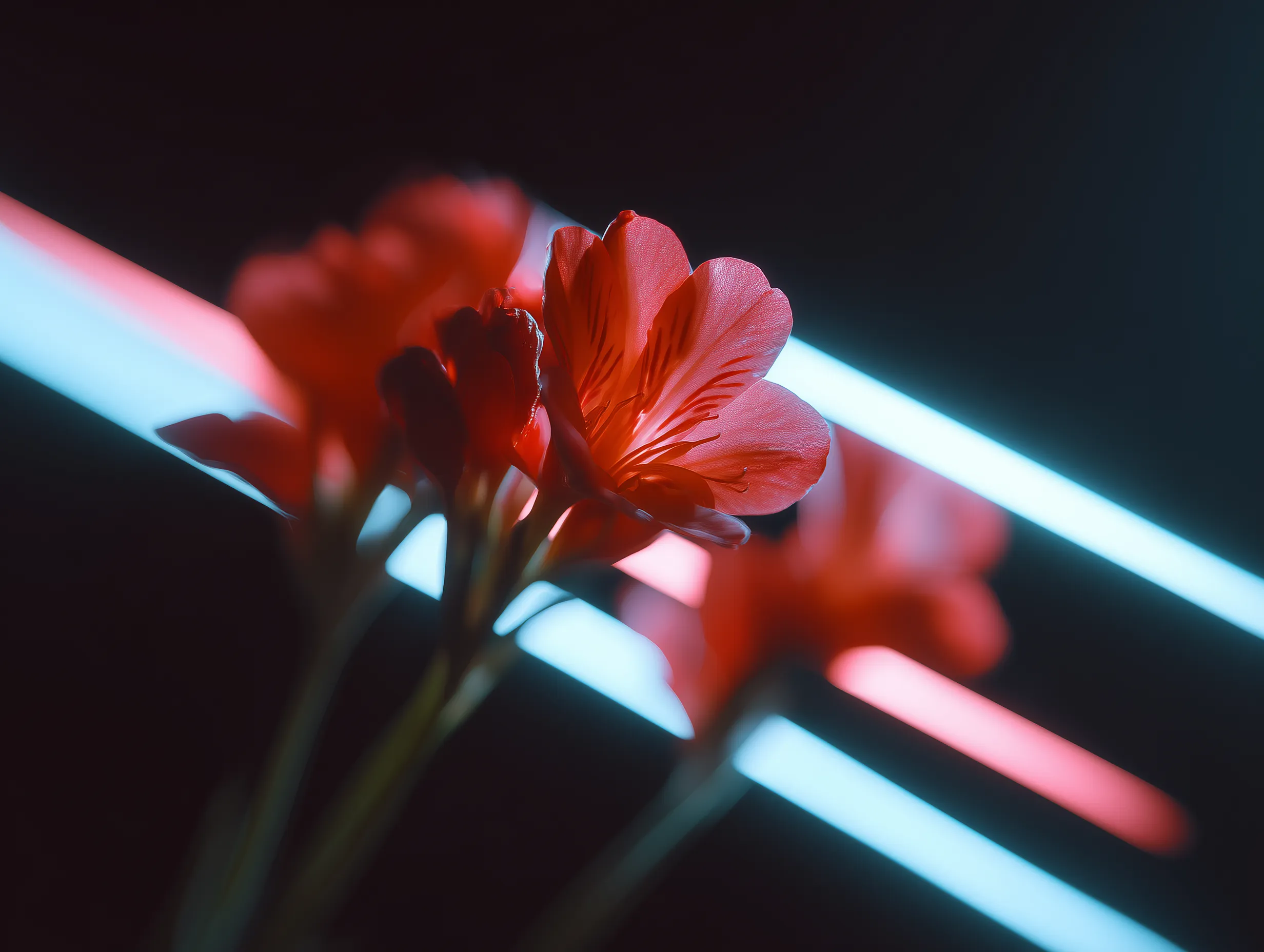 Red blossoms with neon cyan and pink lights