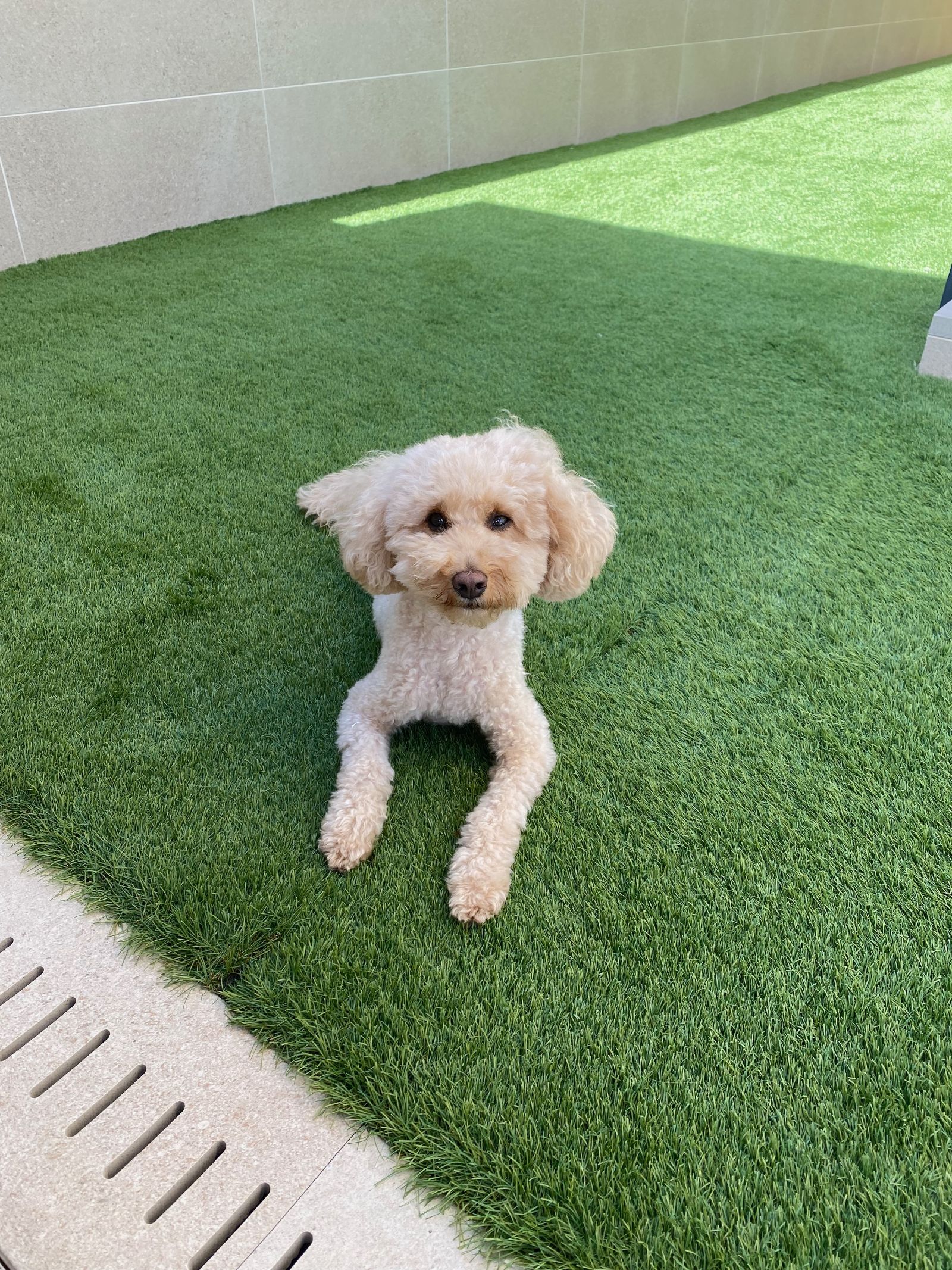 Charlie, the dog that made the Charlisini app posssible
