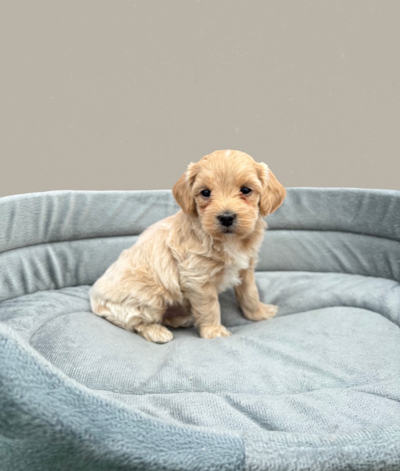 Oliver the Maltipoo