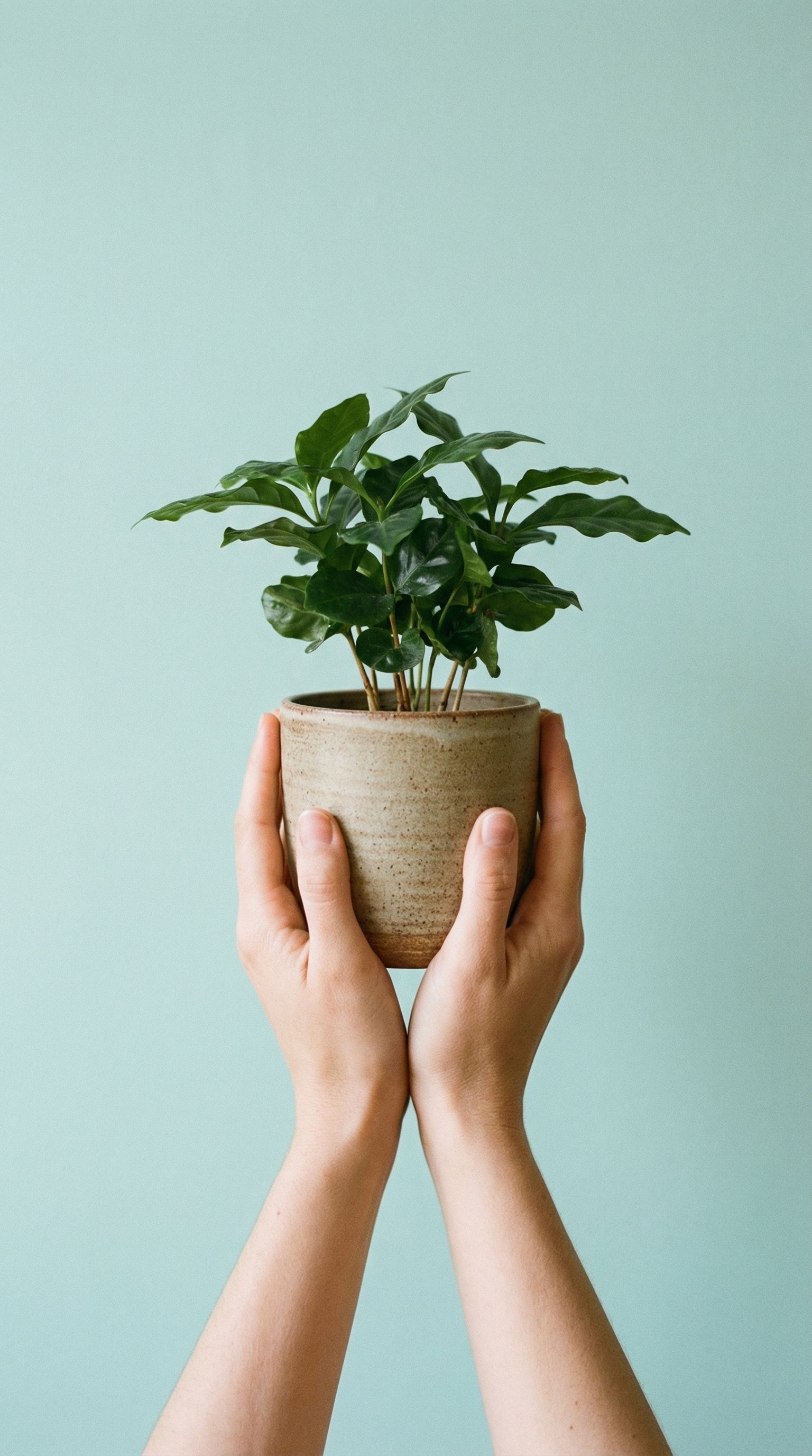 Hands Holding Potted Green Plant