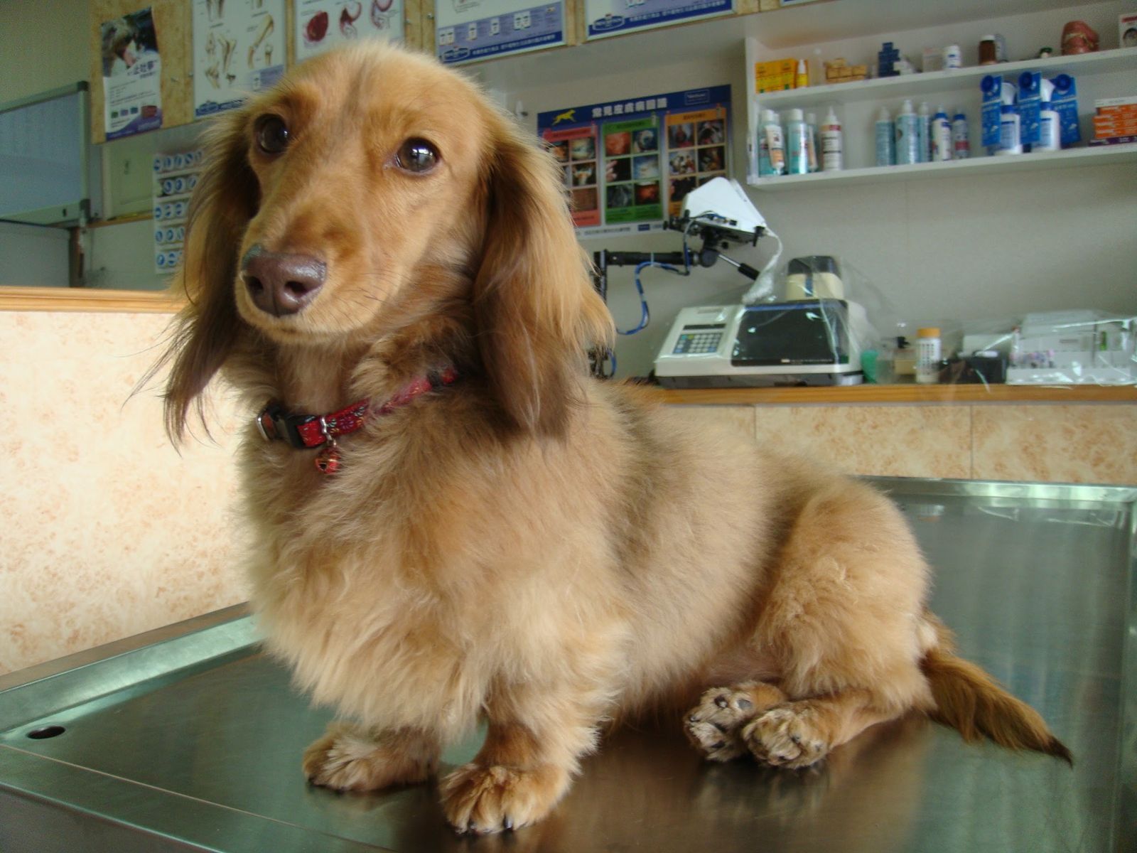 溫暖的醫院氛圍與狗狗