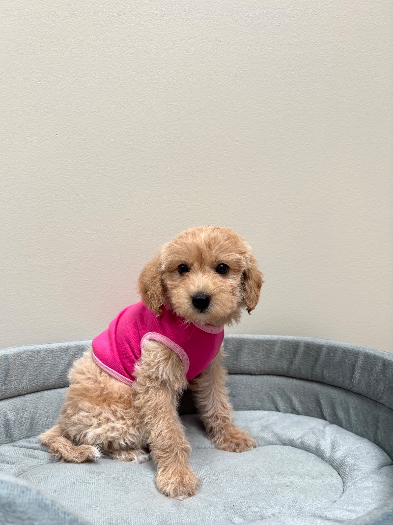 Piper the Maltipoo