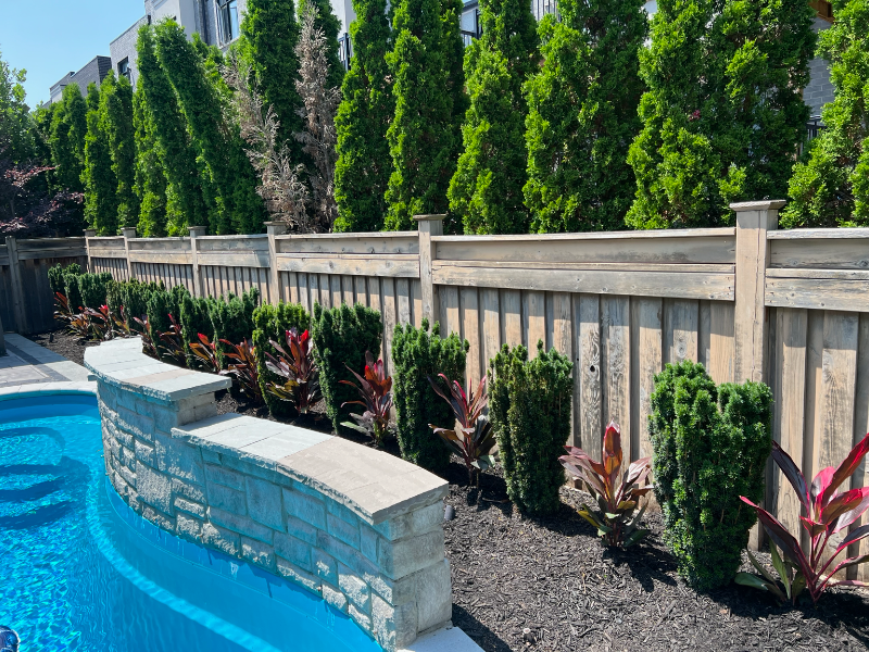 Manicured poolside garden with cedar hedging and stone wall