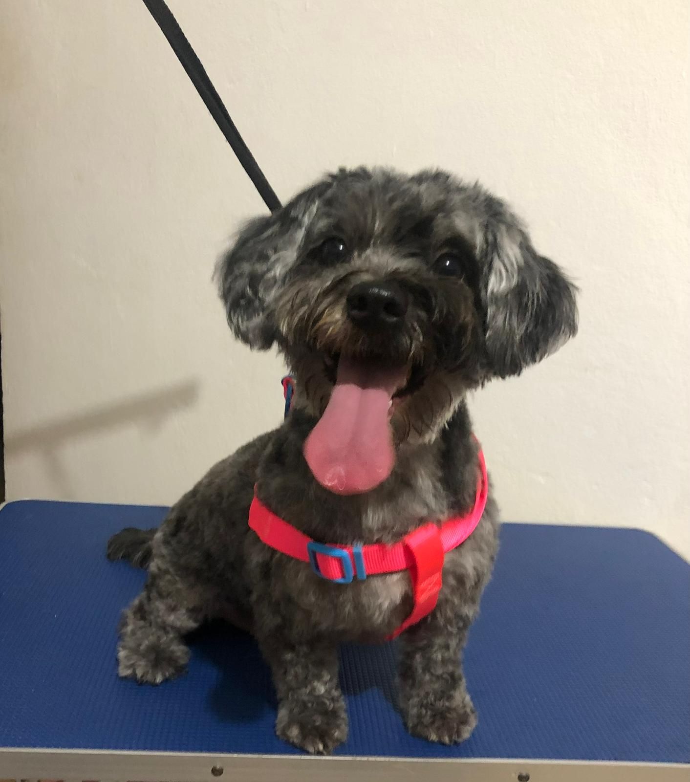 Grooming dog
