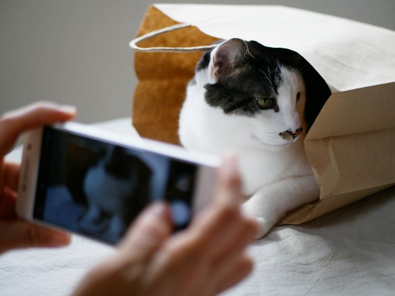 紙袋に入った猫を撮影する様子