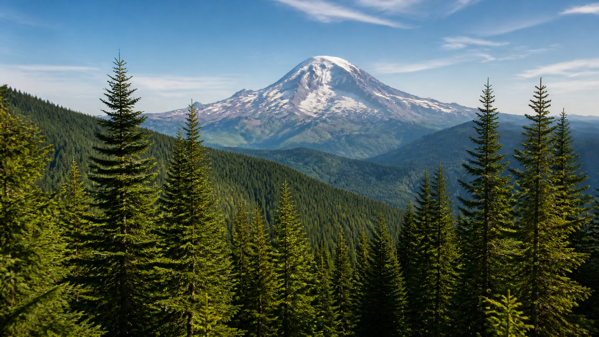 Washington Evergreen