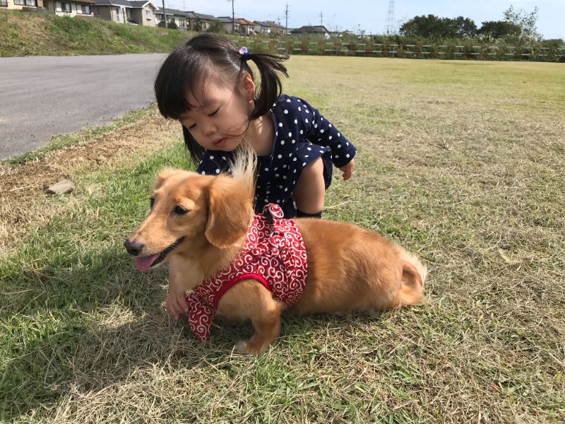 屋外でミニチュアダックスフンドと遊ぶ女の子
