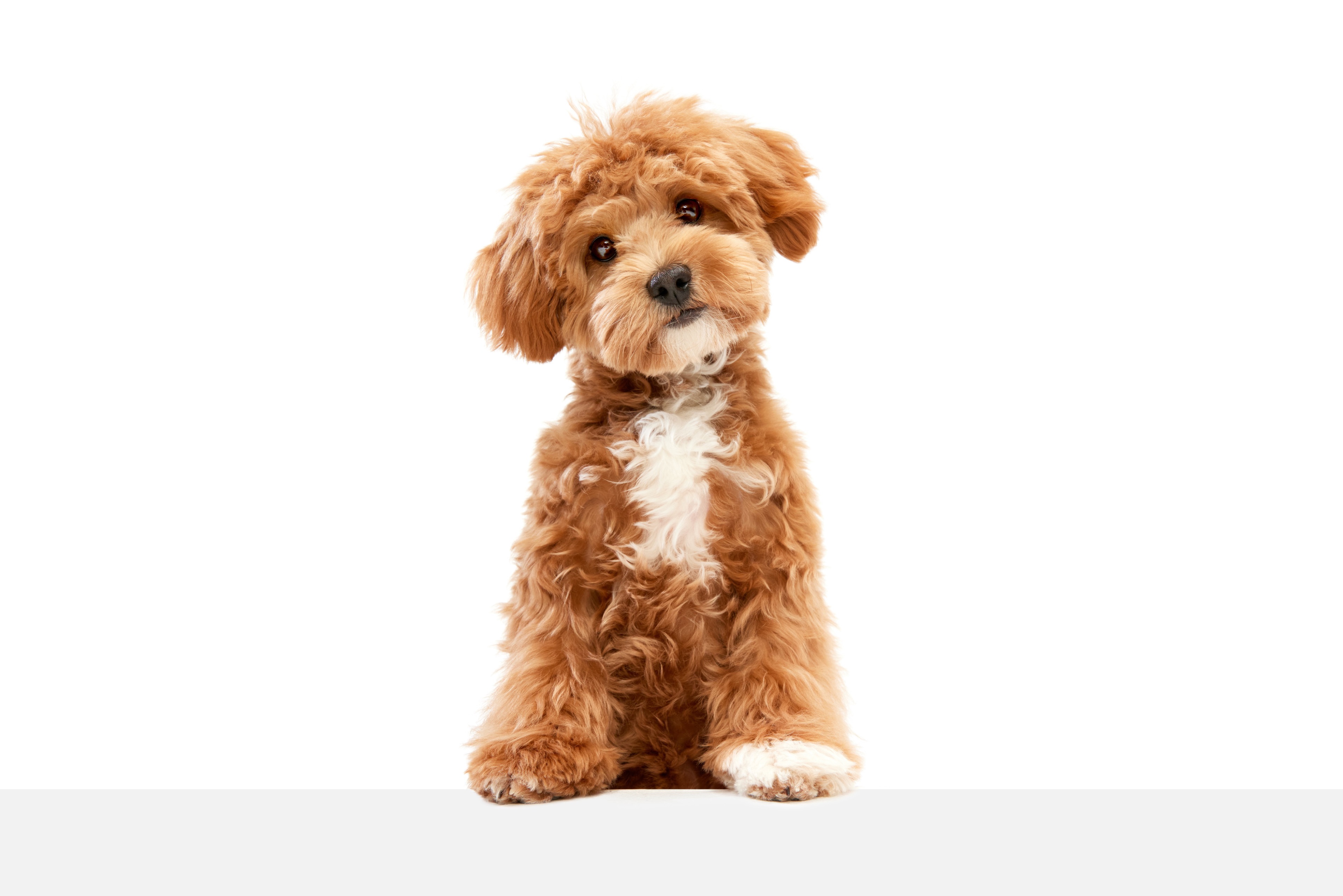 Premium Maltipoo