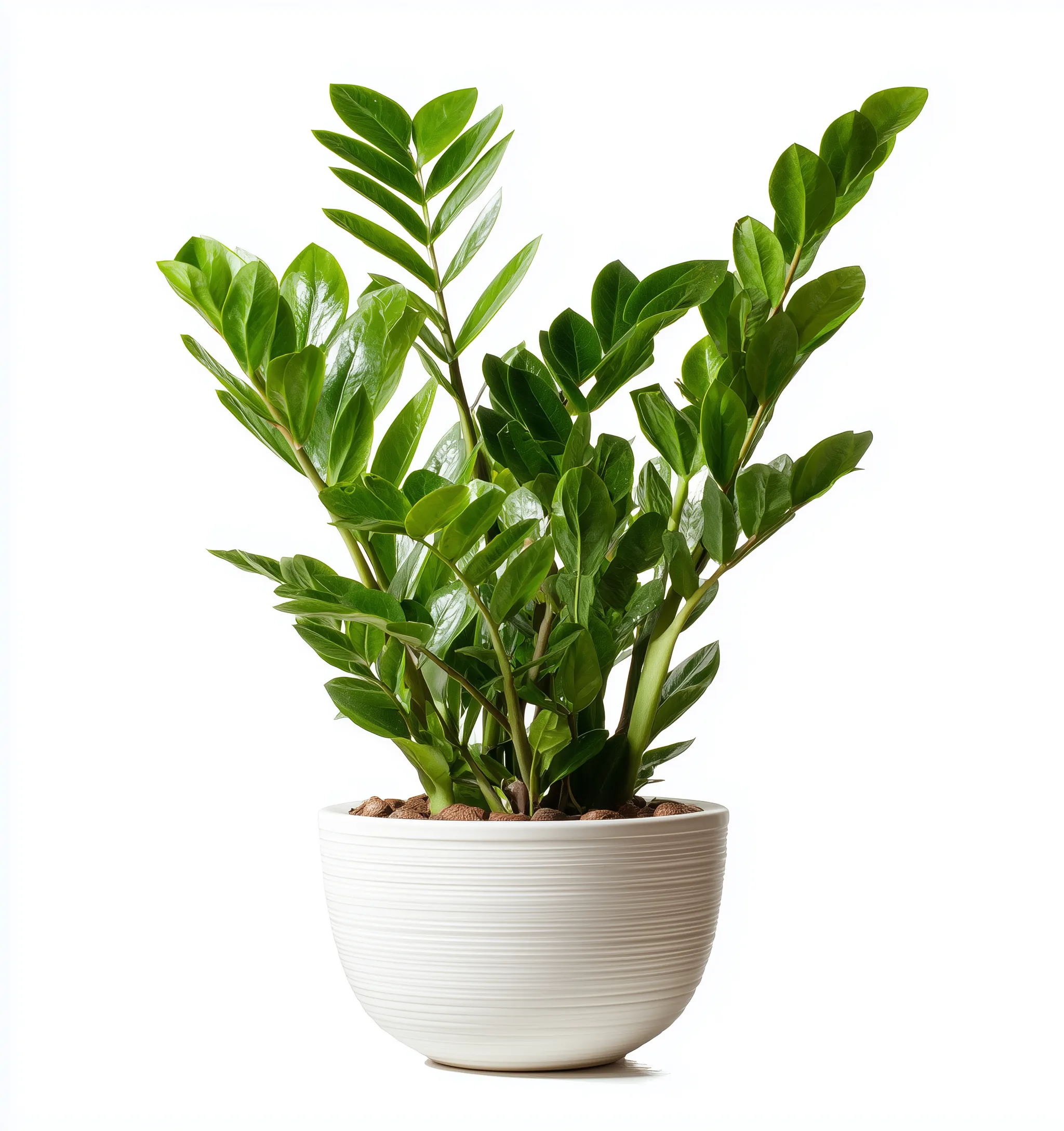 ZZ Plant in White Ceramic Pot