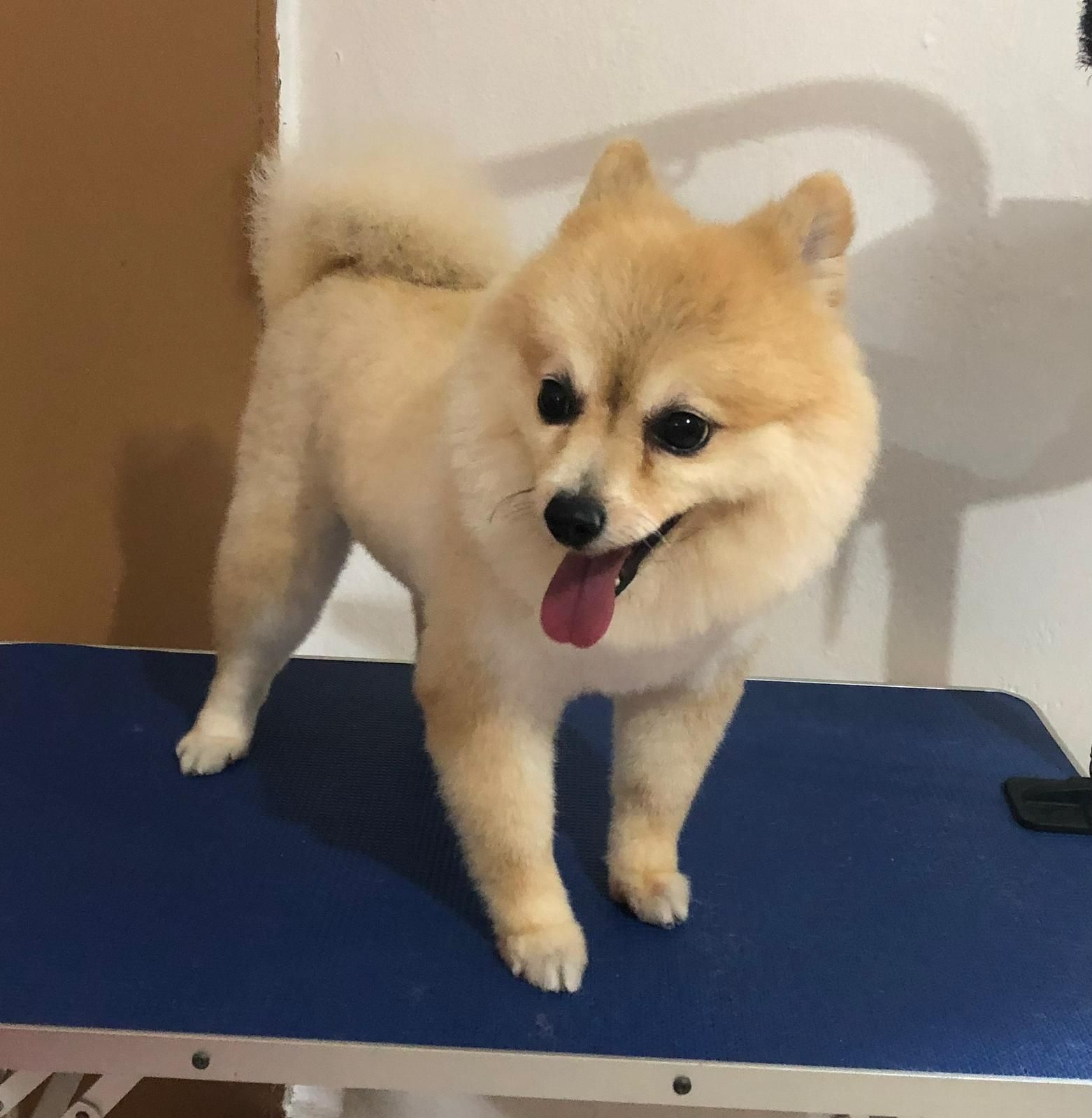 Perro feliz