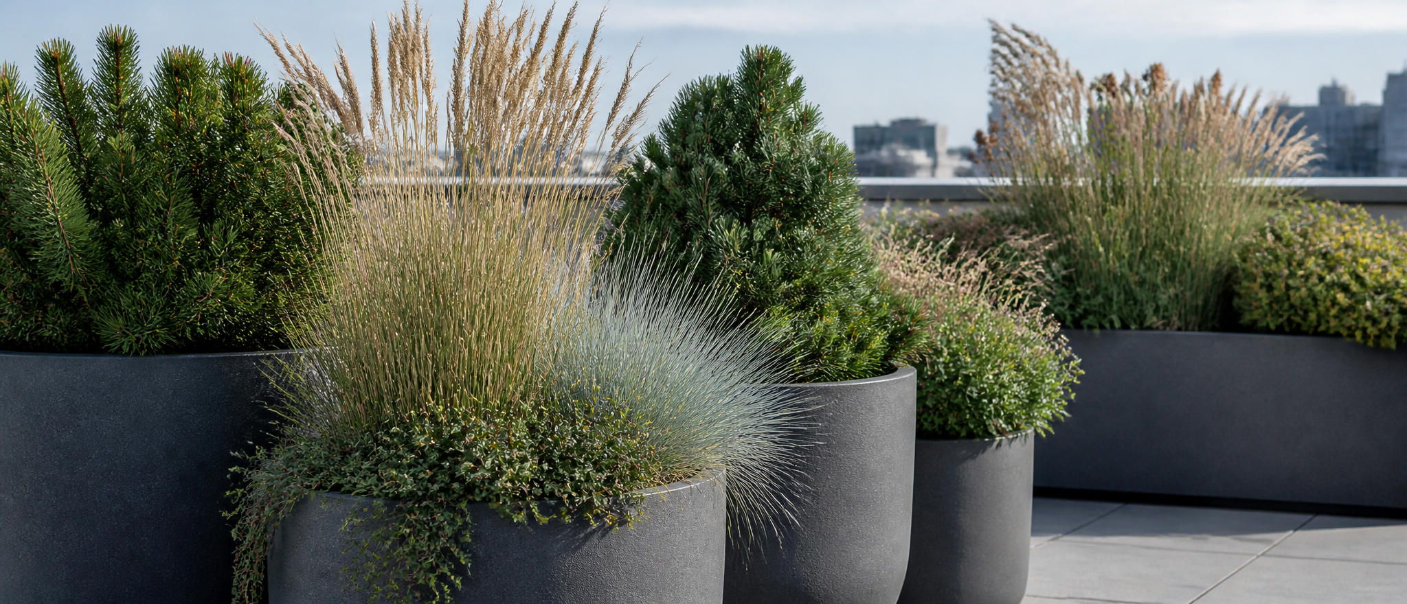 Hardy ornamental grasses and evergreen shrubs growing in large containers