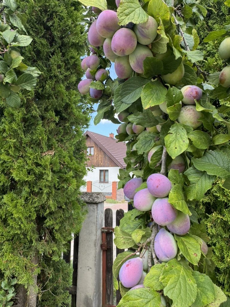 Śliwki i dom o zmierzchu