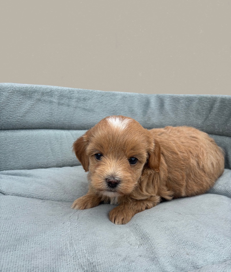 Luna the Maltipoo