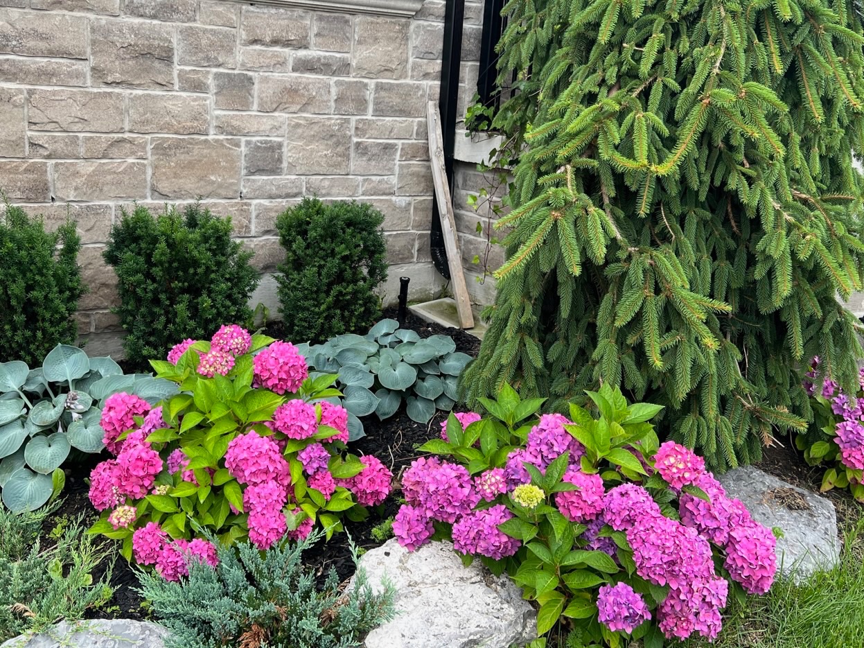 Hydrangea border and trimmed shrubs against stone façade