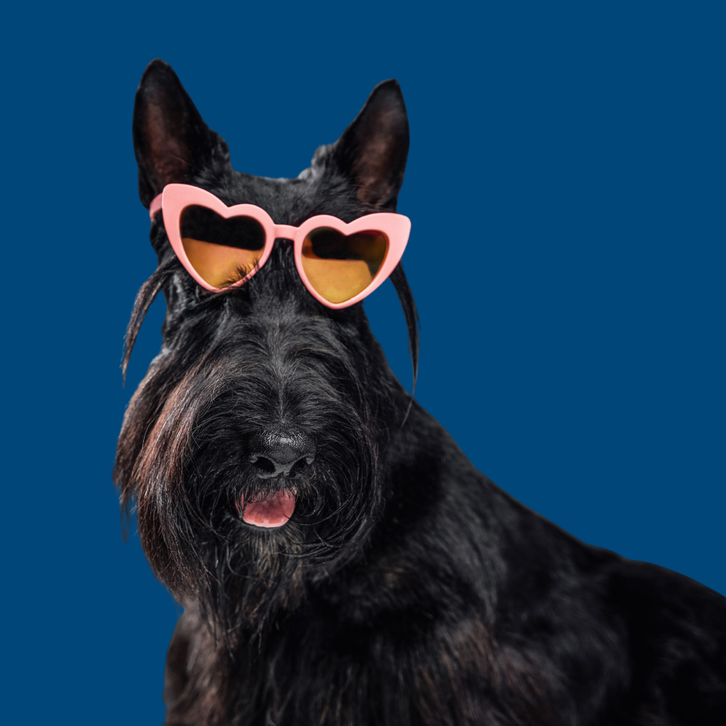 Happy dog with treat