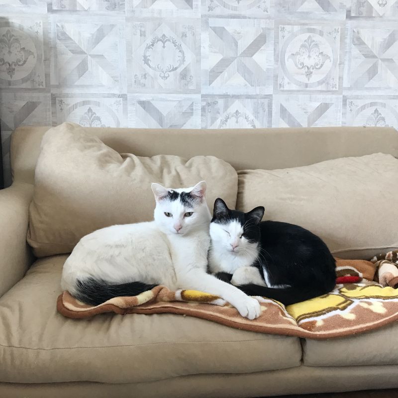 ソファで寄り添う2匹の猫